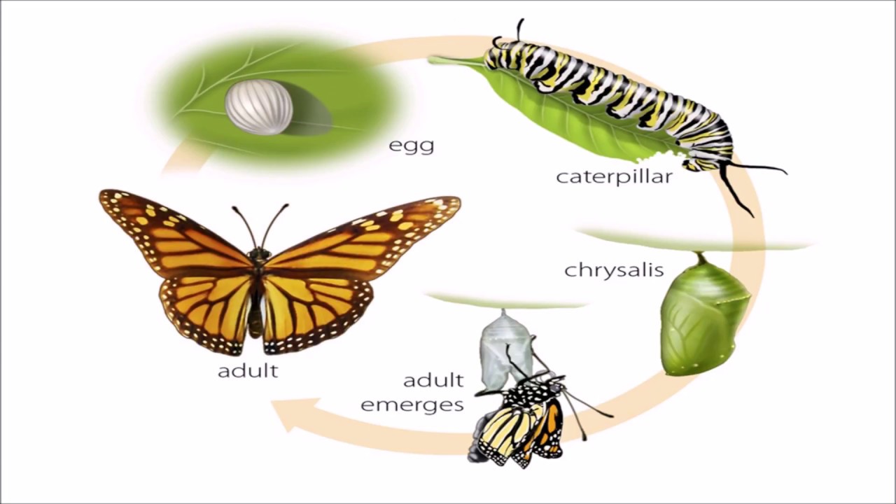 explained-types-of-metamorphosis-stages-and-examples